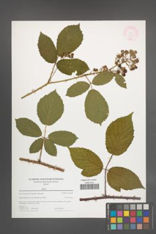 Rubus [KOR 44362]