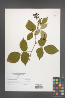 Rubus [KOR 46184]