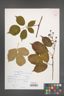 Rubus [KOR 45950]