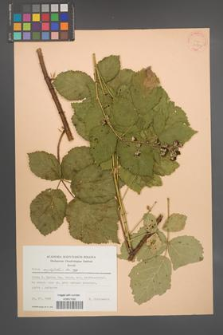 Rubus corylifolius [KOR 22777]