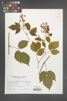 Rubus [KOR 47636]