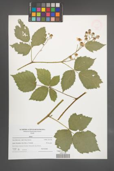 Rubus [KOR 47646]