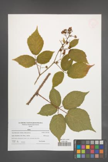 Rubus [KOR 47675]