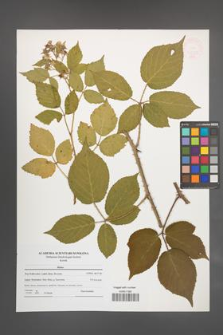 Rubus [KOR 47653]