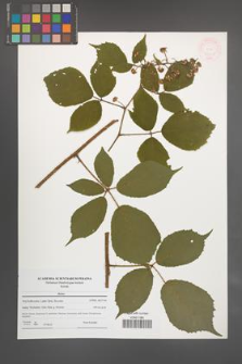 Rubus [KOR 47664]