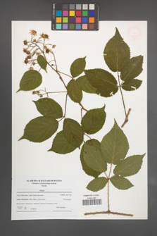 Rubus [KOR 47655]