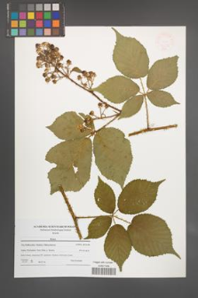 Rubus [KOR 47696]