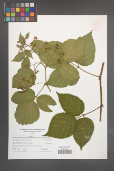 Rubus [KOR 54565]