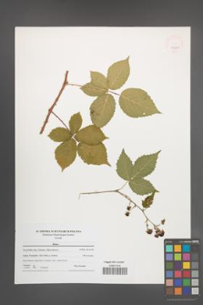 Rubus [KOR 47687]