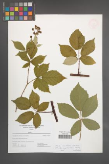 Rubus montanus [KOR 47709]