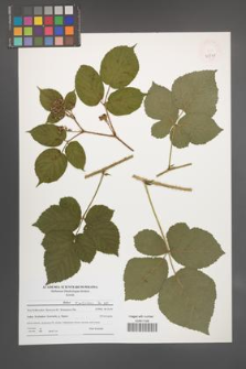 Rubus corylifolius [KOR 47741]