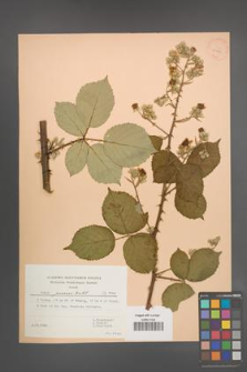 Rubus praecox [KOR 30894]