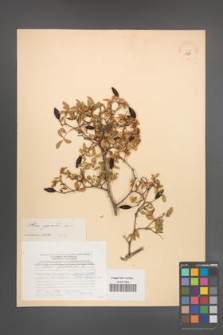 Rosa agrestis [KOR 17527]