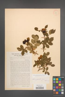Rosa agrestis [KOR 17546]