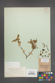 Rosa agrestis [KOR 17553]