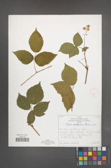 Rubus seebergensis [KOR 52221]