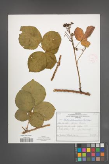 Rubus fabrimontanus [KOR 52224]