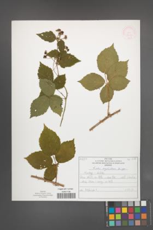 Rubus corylifolius [KOR 52215]