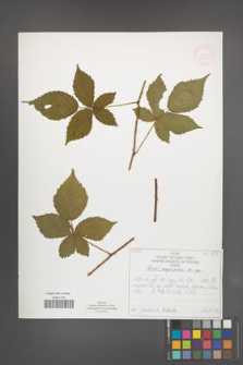 Rubus corylifolius [KOR 52213]