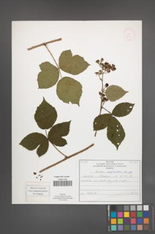 Rubus corylifolius [KOR 52149]