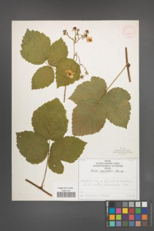 Rubus corylifolius [KOR 52210]