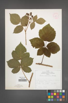Rubus corylifolius [KOR 52230]