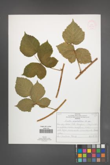 Rubus corylifolius [KOR 52218]