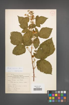 Rubus kuleszae [KOR 54618]