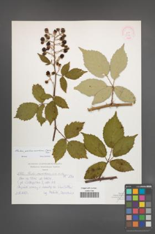 Rubus gallinimontanus [KOR 52136]