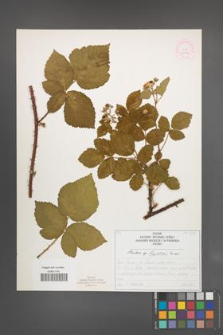 Rubus corylifolius [KOR 52206]