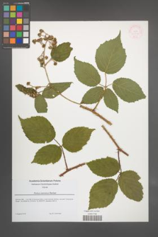 Rubus iseranus [KOR 54606]
