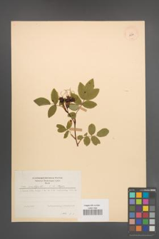 Rosa amblyotis [KOR 17564]