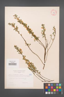 Cytisus ratisbonensis [KOR 5076]