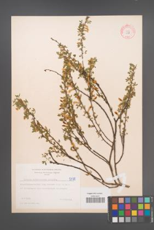 Cytisus ratisbonensis [KOR 5078]