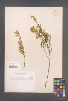 Cytisus ratisbonensis [KOR 5077]