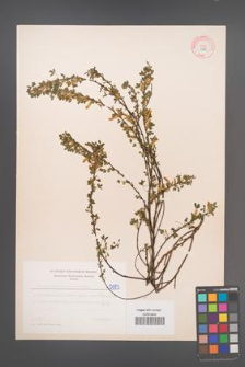 Cytisus ratisbonensis [KOR 5083]