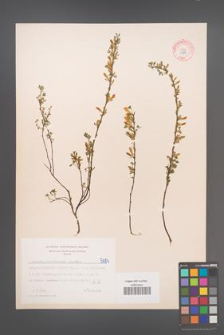 Cytisus ratisbonensis [KOR 5084]