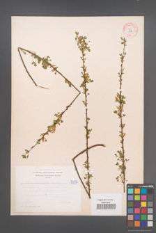 Cytisus ratisbonensis [KOR 5087]