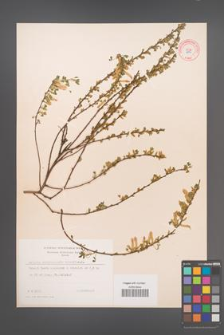 Cytisus ratisbonensis [KOR 9115]
