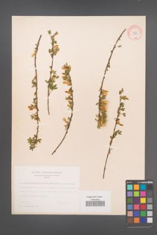 Cytisus ratisbonensis [KOR 9116]