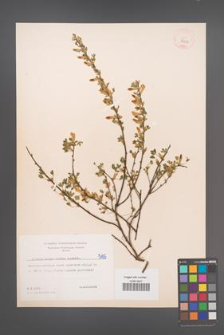 Cytisus ratisbonensis [KOR 5105]