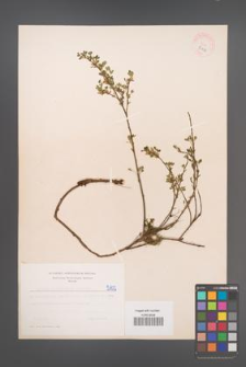 Cytisus ratisbonensis [KOR 5102]