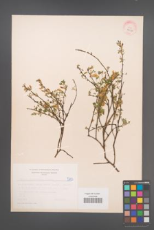 Cytisus ratisbonensis [KOR 5103]