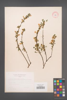 Cytisus ratisbonensis [KOR 9117]