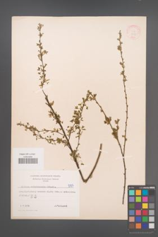 Cytisus ratisbonensis [KOR 5117]