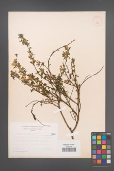 Cytisus ratisbonensis [KOR 5223]
