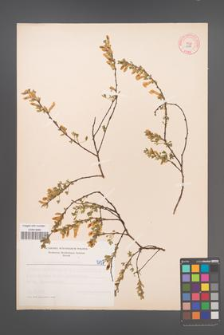 Cytisus ratisbonensis [KOR 5137]