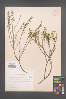 Cytisus ratisbonensis [KOR 5140]