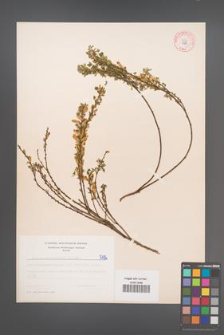 Cytisus ratisbonensis [KOR 5186]