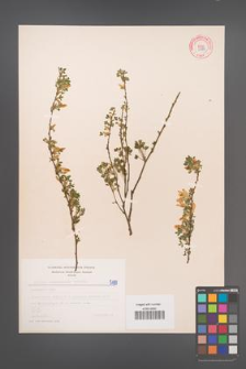 Cytisus ratisbonensis [KOR 5189]